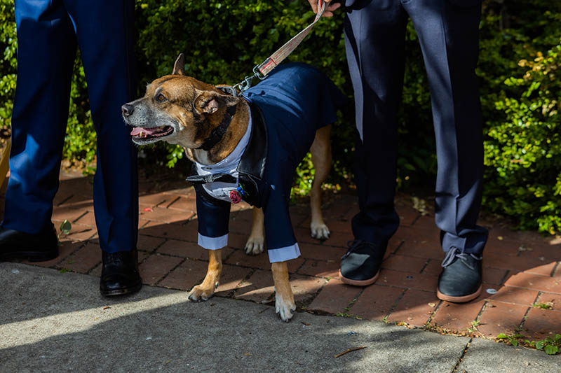 Dog in suit at wedding ceremony
